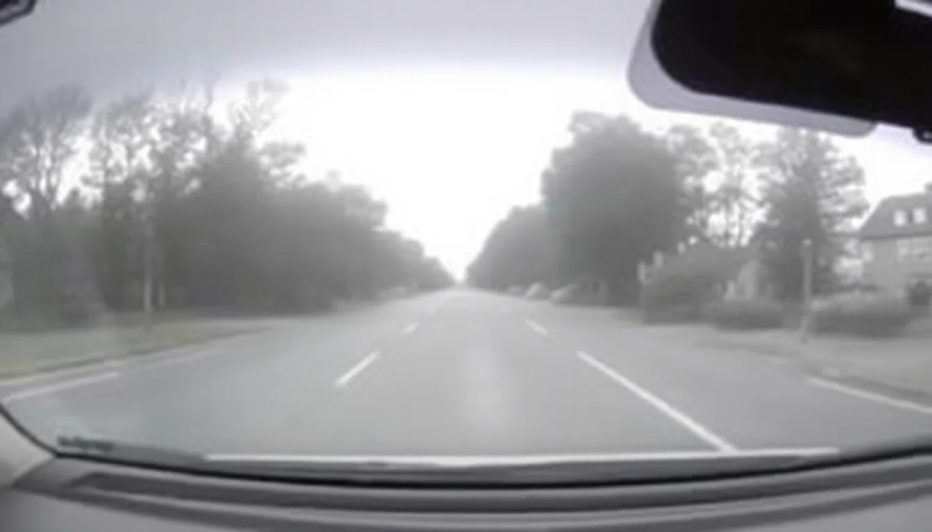Mystère en Allemagne : une dashcam révèle la présence rare d’un chacal doré près de Karlsruhe